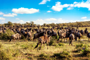 12-Day Uganda and Tanzania Gorilla Safari
