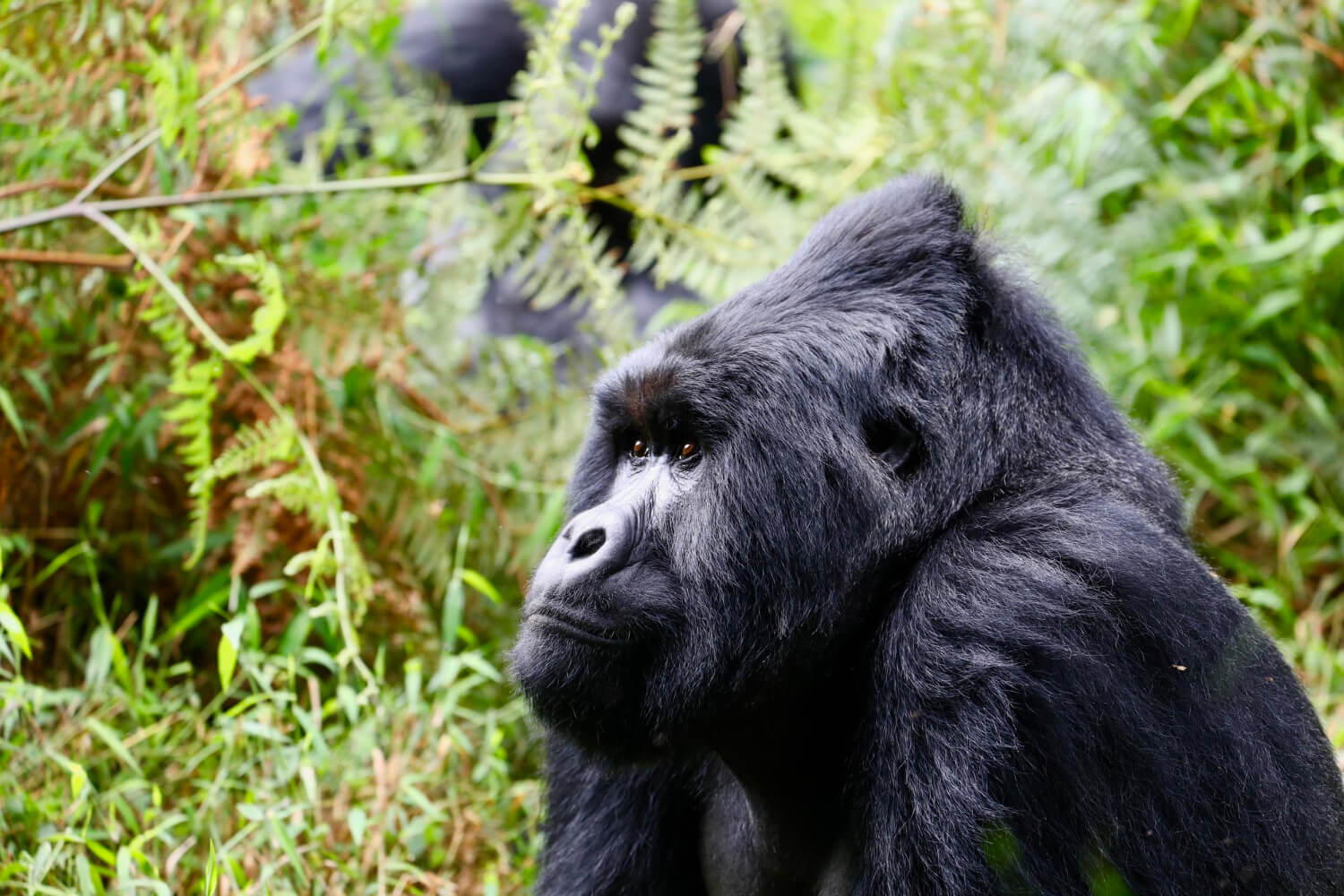 12-Day Uganda and Tanzania Gorilla Safari