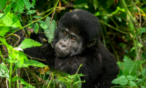 5-Day Bwindi and Rwanda Gorilla Safari