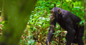 6-Day Bwindi Gorilla Trip and Kibale Chimpanzees
