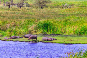 9-Day Bwindi Gorilla and Murchison Falls Safari