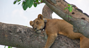 8-Day Bwindi Gorilla, Kibale and Queen Elizabeth Safari